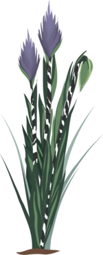 A tall thin plant with striped stem and purple flowers